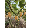 Насіння перцю гострого  Habanero Peach 
